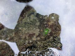 Anthopleura minima