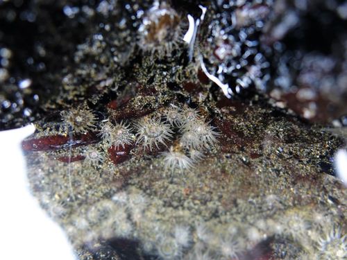 Anthopleura minima