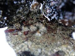 Anthopleura minima