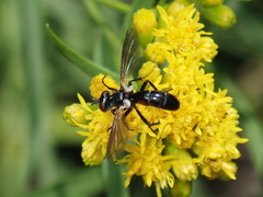 Cylindromyia