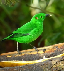 Chlorochrysa phoenicotis