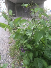 Solanum dulcamara