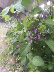Solanum dulcamara