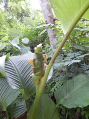 Goeppertia macrosepala