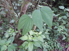 Bauhinia ungulata