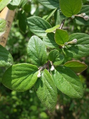 Cotoneaster