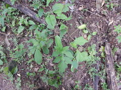 Goeppertia macrosepala