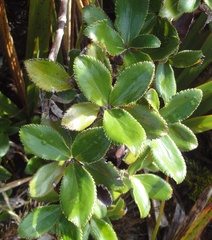 Macrolearia colensoi