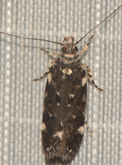 Chionodes bicostomaculella