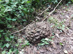 Dioscorea mexicana