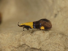 Oecophora bractella