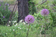 Allium giganteum
