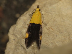 Oecophora bractella