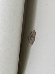 Digrammia gnophosaria