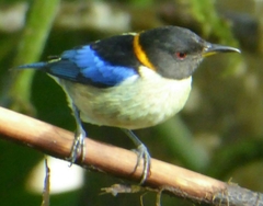Iridophanes pulcherrimus