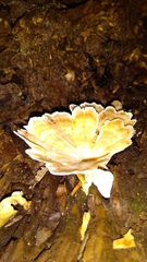 Flabellophora