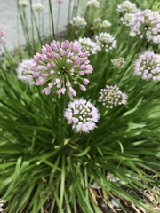 Allium
