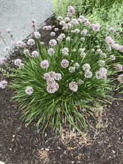 Allium