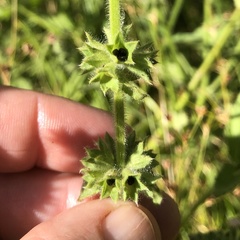 Stachys stebbinsii