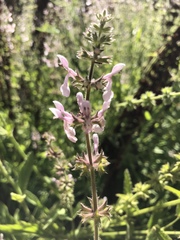 Stachys stebbinsii