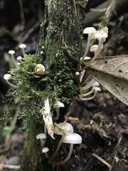 Agaricales