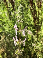 Stachys stebbinsii