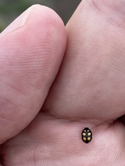 Oenopia scalaris