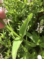 Stachys stebbinsii