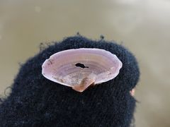 Gari lineolata