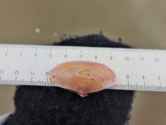 Gari lineolata