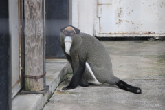 Cercopithecus neglectus