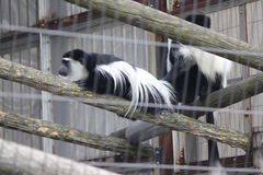 Colobus