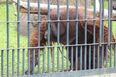 Pongo pygmaeus pygmaeus