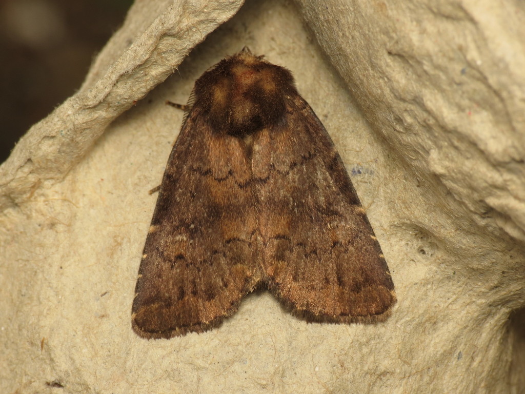 Rusina ferruginea