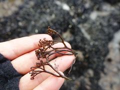 Psilophycus alveatus