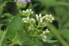 Hasteola suaveolens