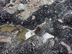 Psilophycus alveatus