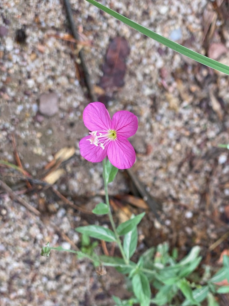 Oenothera platanorum