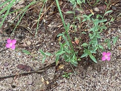 Oenothera platanorum