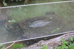 Orlitia borneensis