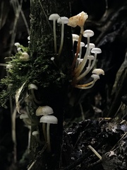 Agaricales