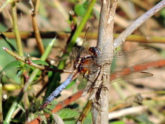 Orthetrum azureum