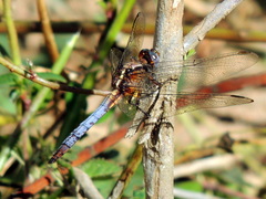 Orthetrum azureum