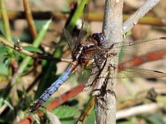 Orthetrum azureum