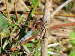 Orthetrum azureum