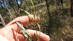 Dodonaea heteromorpha