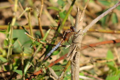 Orthetrum azureum