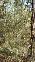 Dodonaea heteromorpha