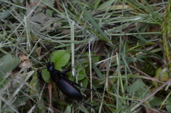 Carabus purpurascens