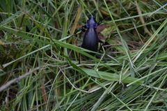 Carabus purpurascens